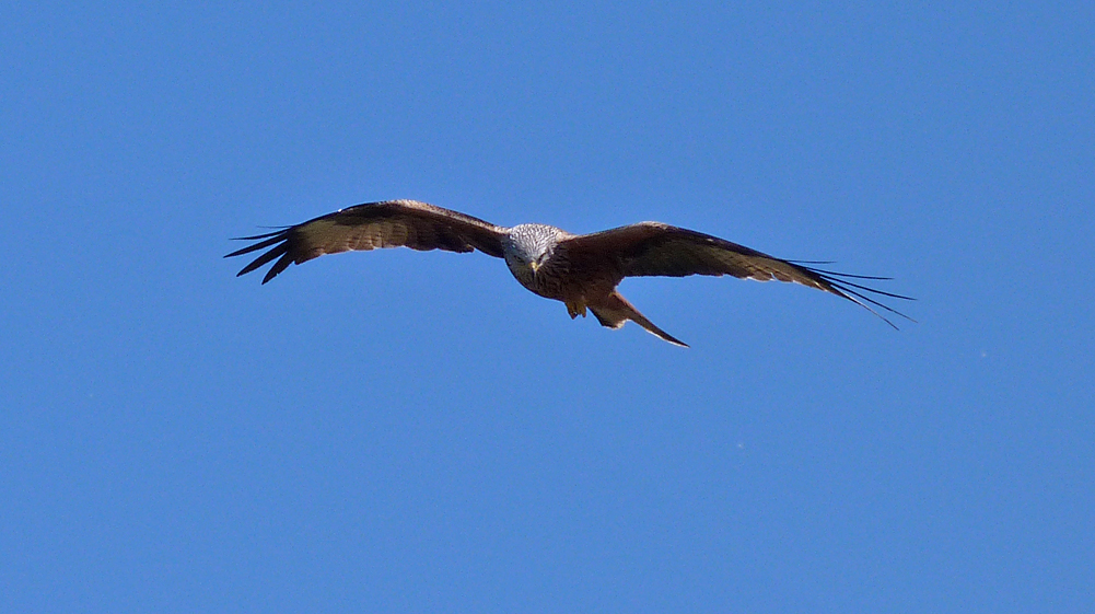 Red Kite, Aleria Fort