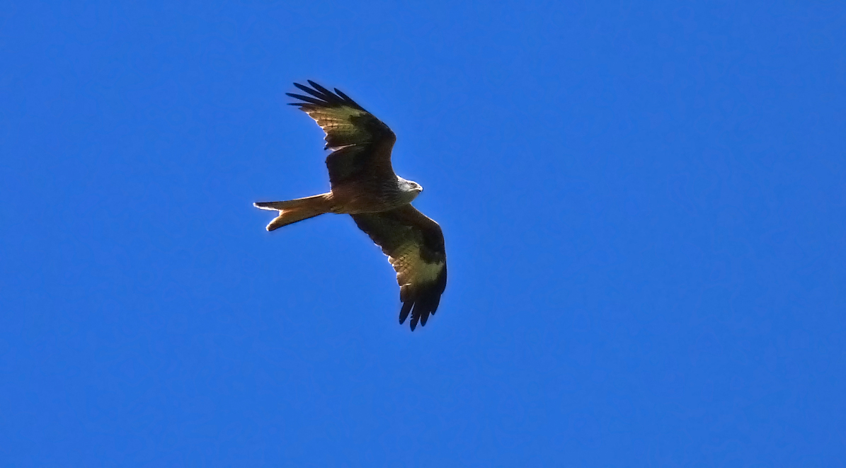 Red Kite, Aleria Fort