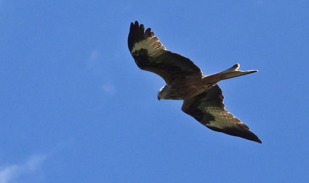 Red Kite, Aleria Fort