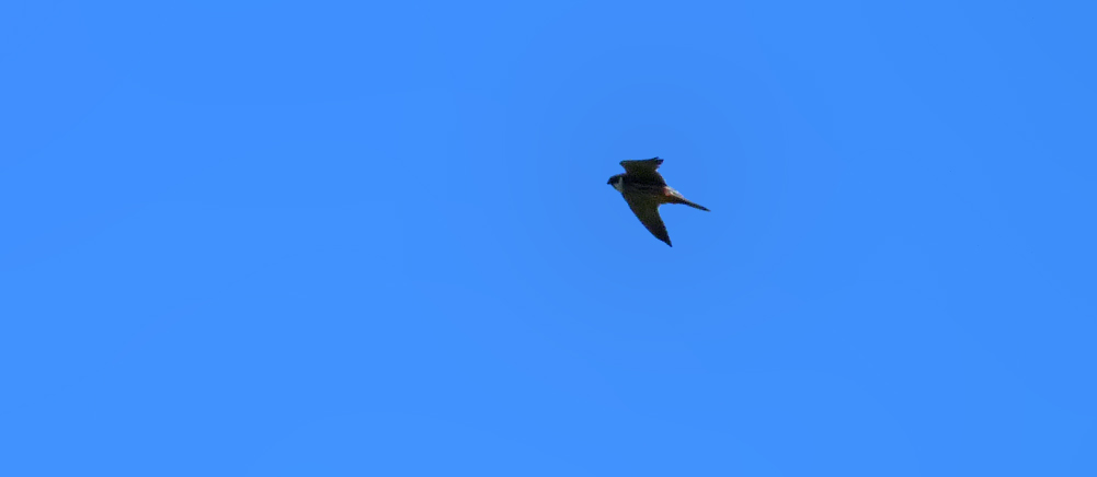 Hobby, Aleria Fort