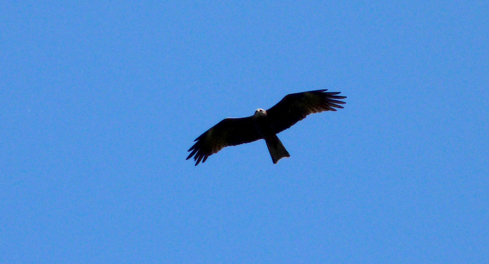 Black Kite, Aleria Fort