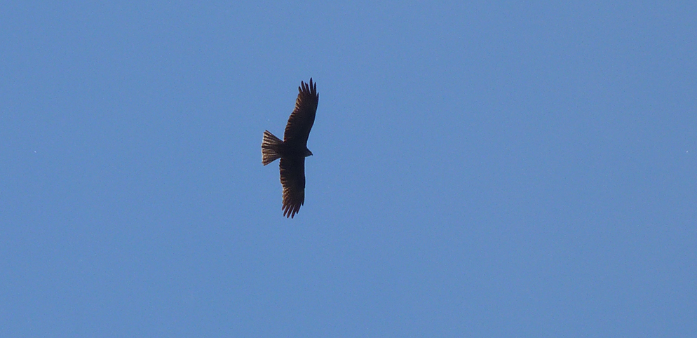 Black Kite, Aleria Fort