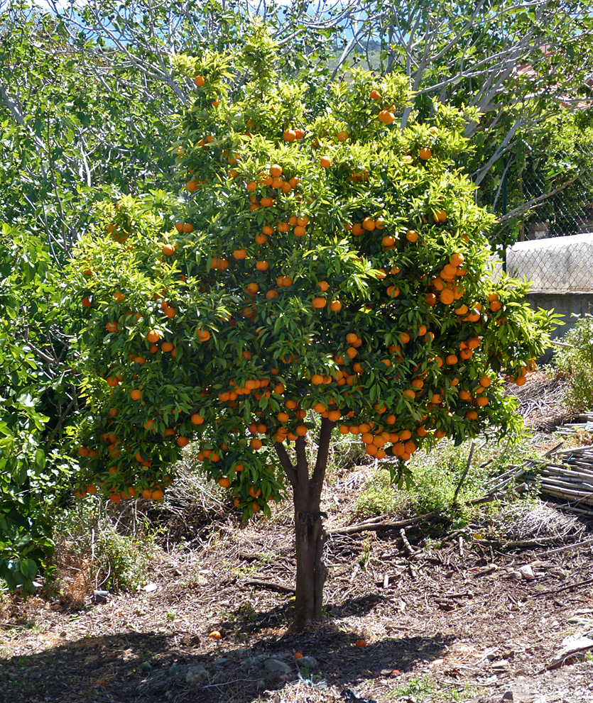 Orange tree, Aleria Fort