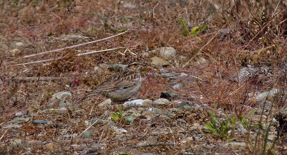 Woodlark - Etang del Sale