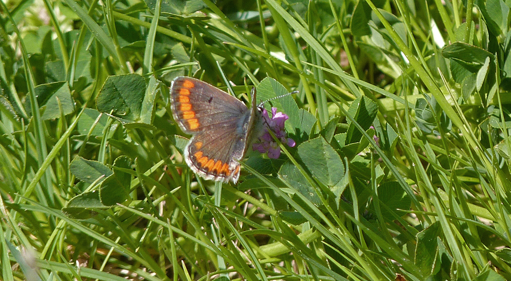 Brown Argus - Etang del Sale