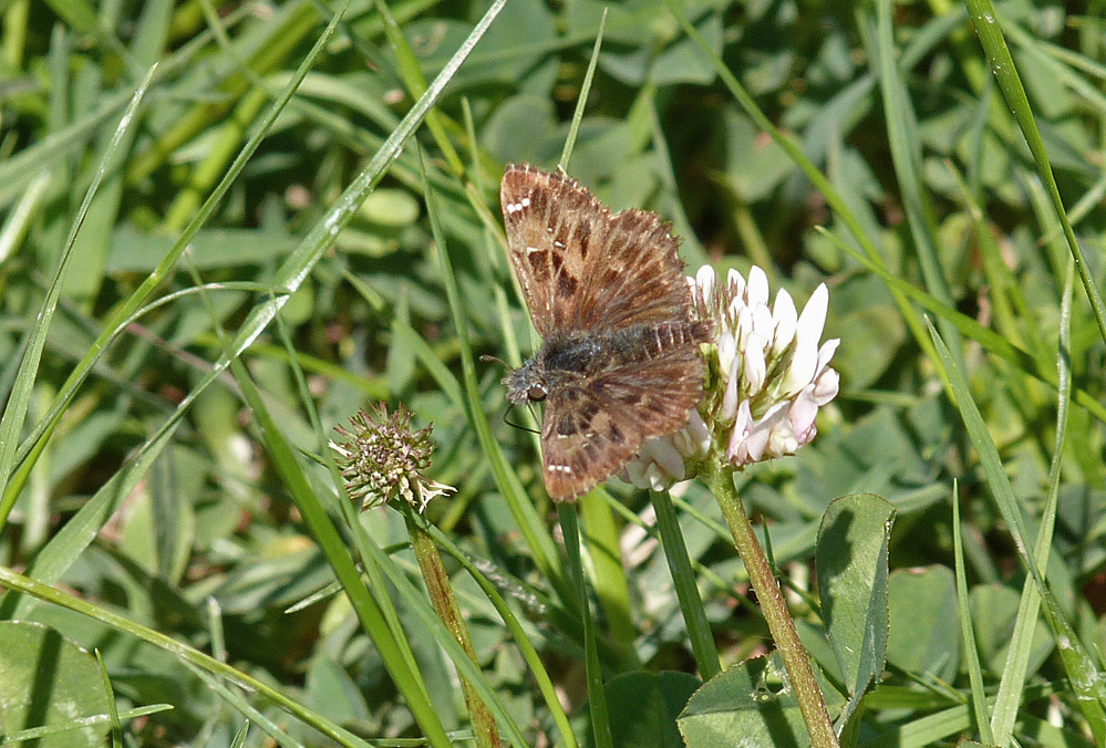 Mallow Skipper - Etang del Sale