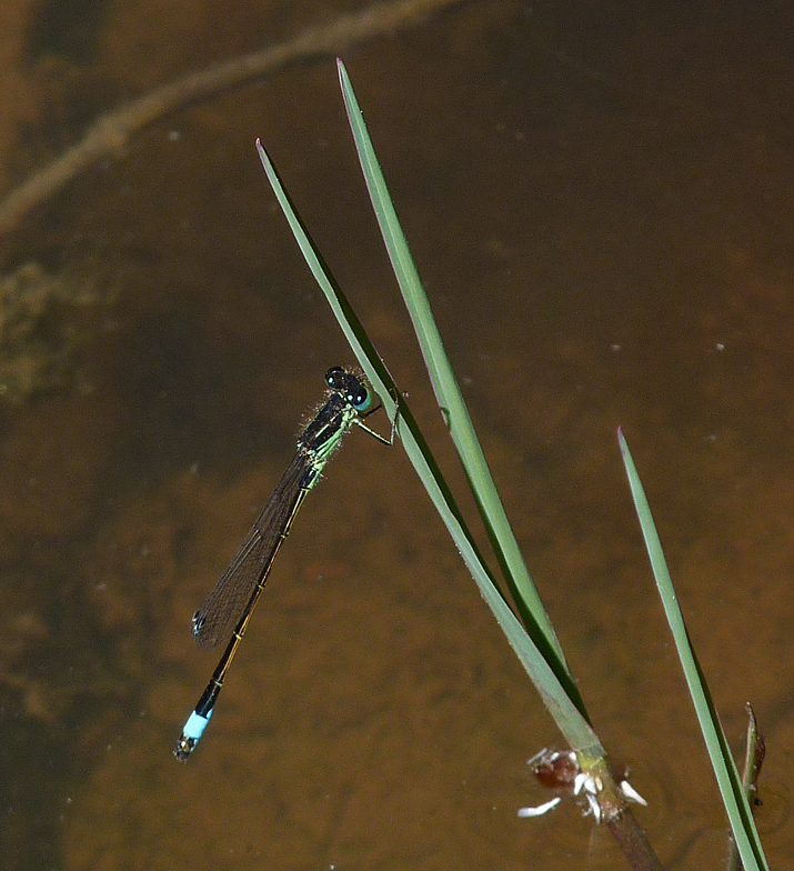 male Island Bluetail - Etang del Sale