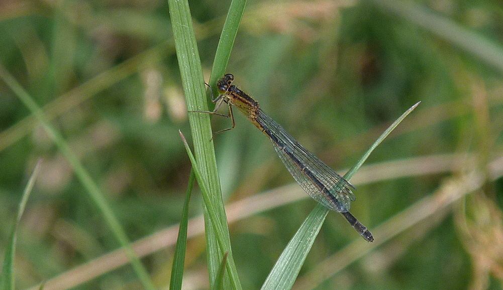 female Island Bluetail - Etang del Sale