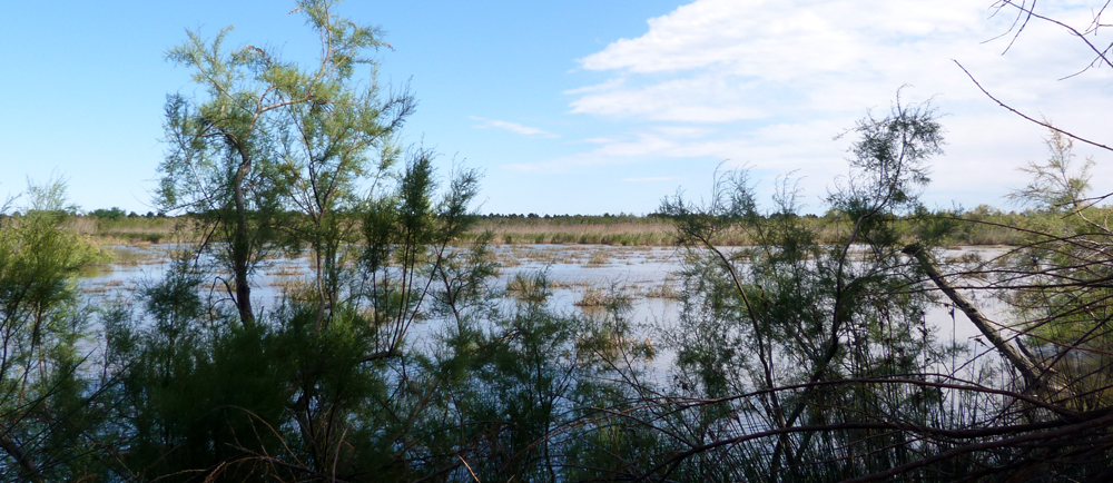 Etang del Sale