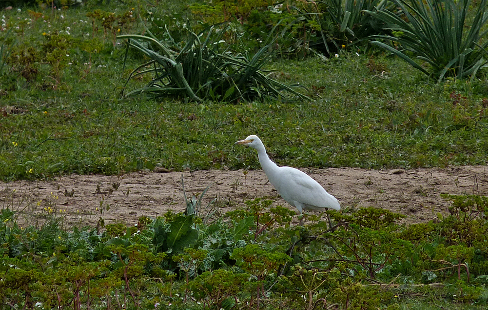 Cattle Egret - Aleria Water Tanks