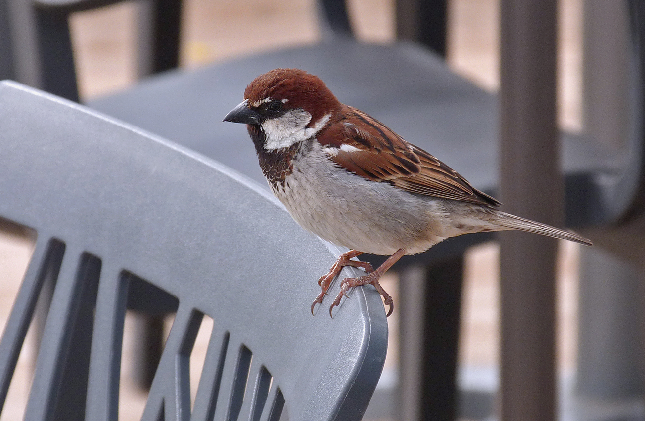 Italian Sparrow - Aleria beach