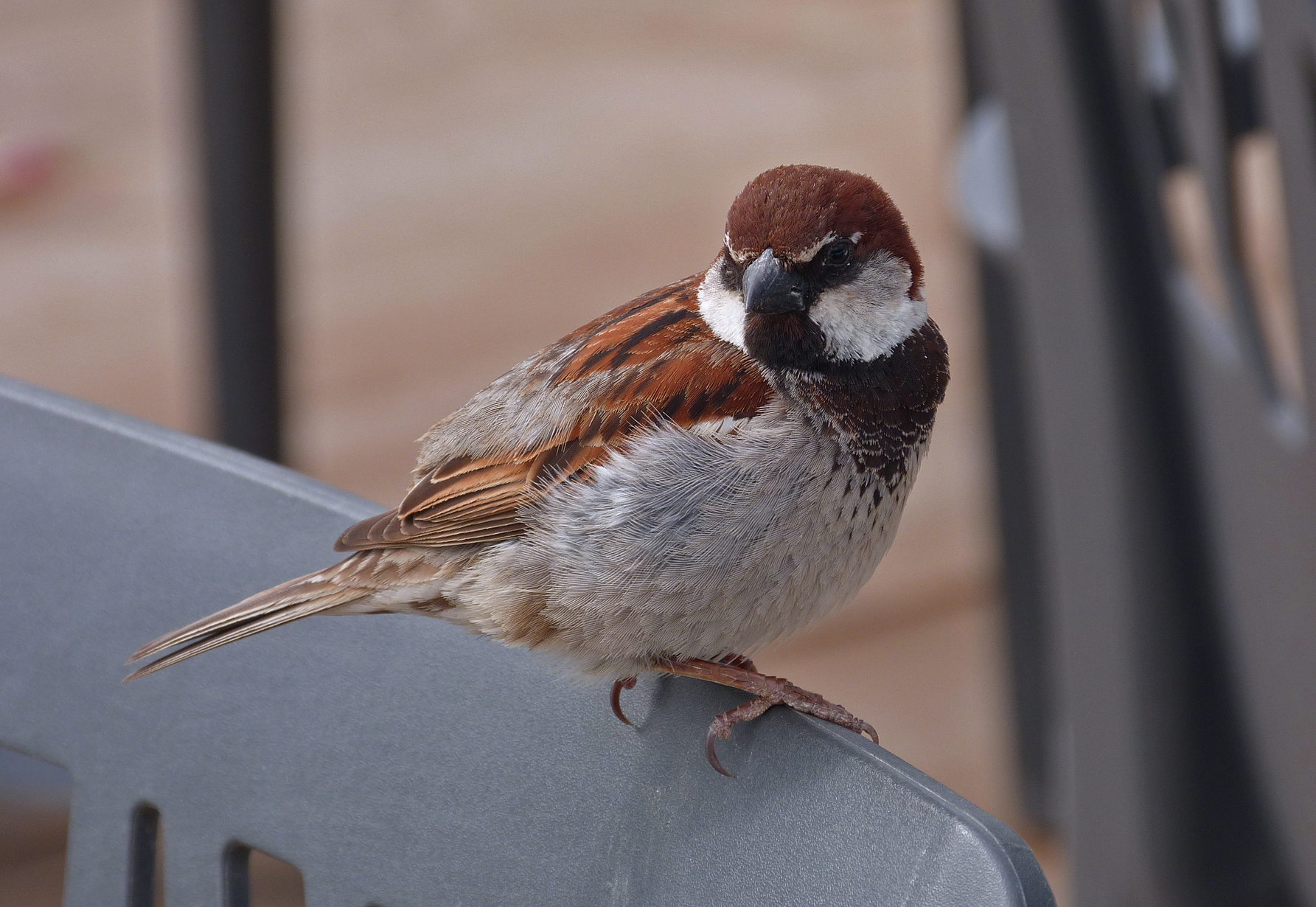 Italian Sparrow - Aleria beach