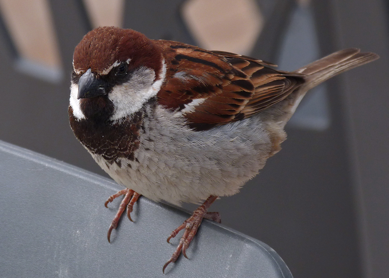 Italian Sparrow - Aleria beach