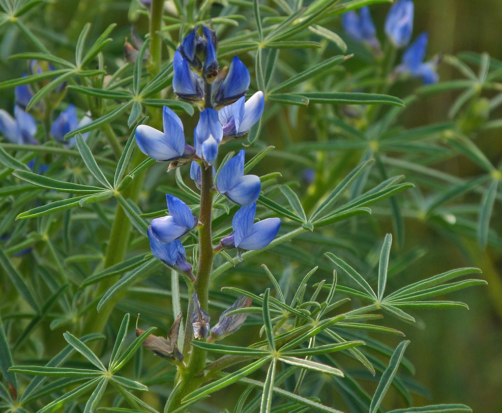 Narrow-leaved Lupin - Riva Bella