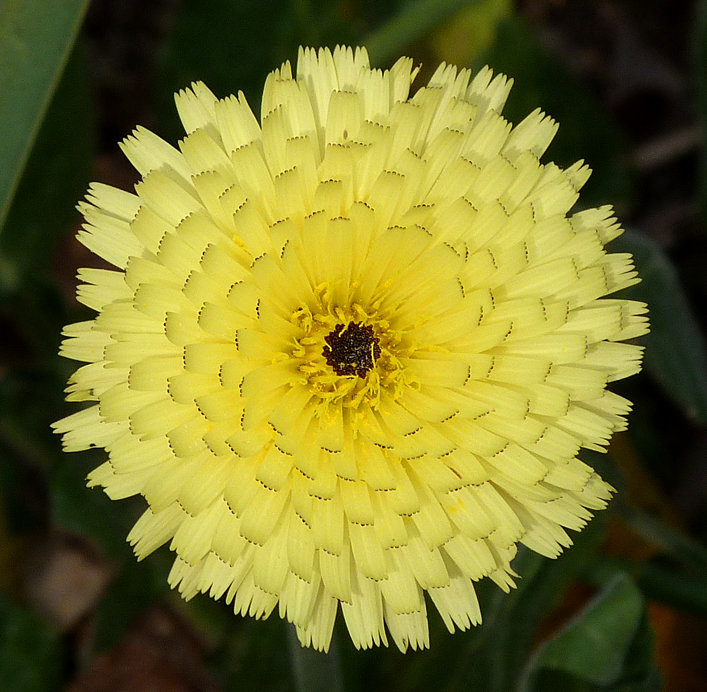Smooth Golden Fleece - Riva Bella