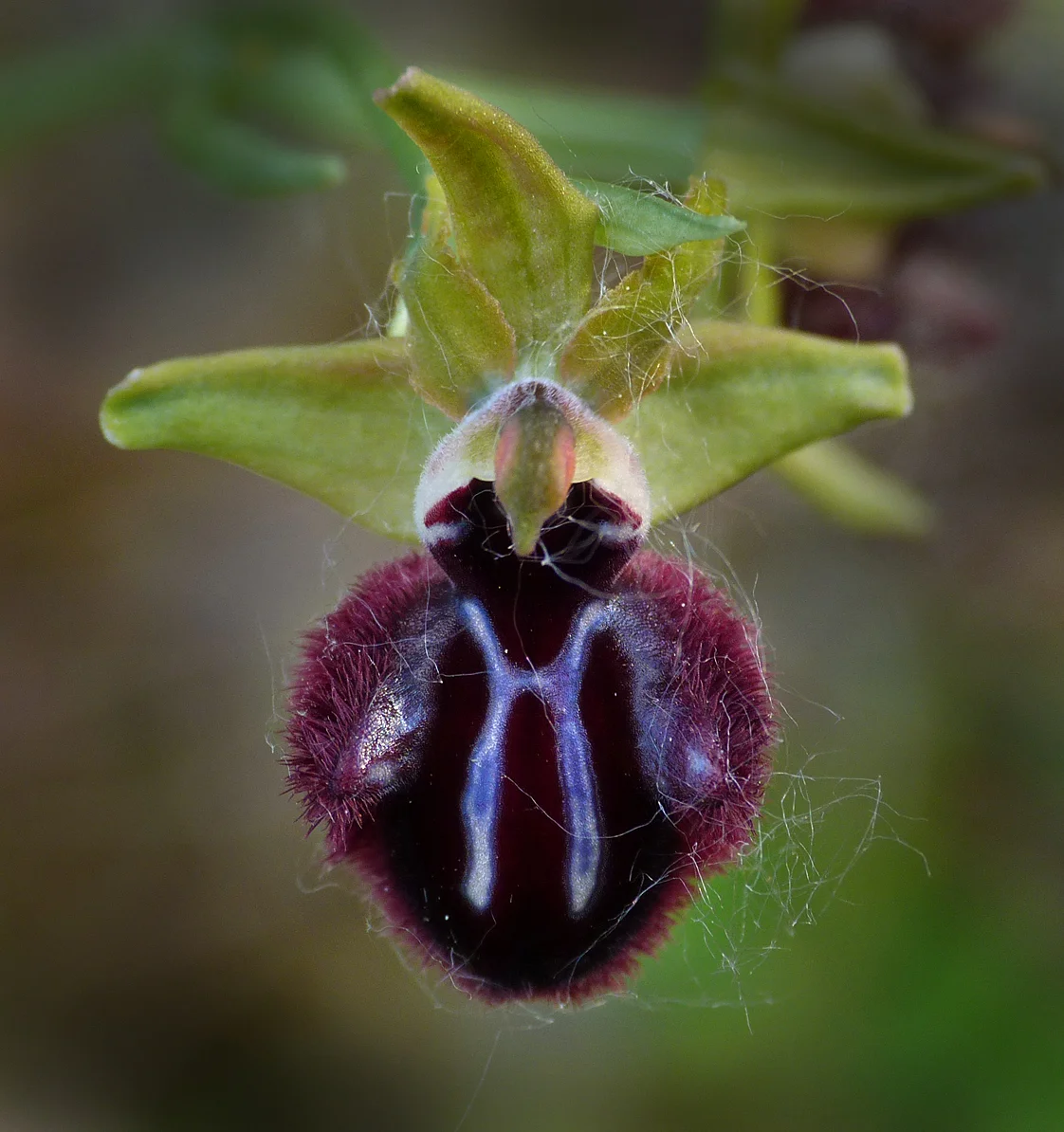 Early Spider Orchid - Tallone Road