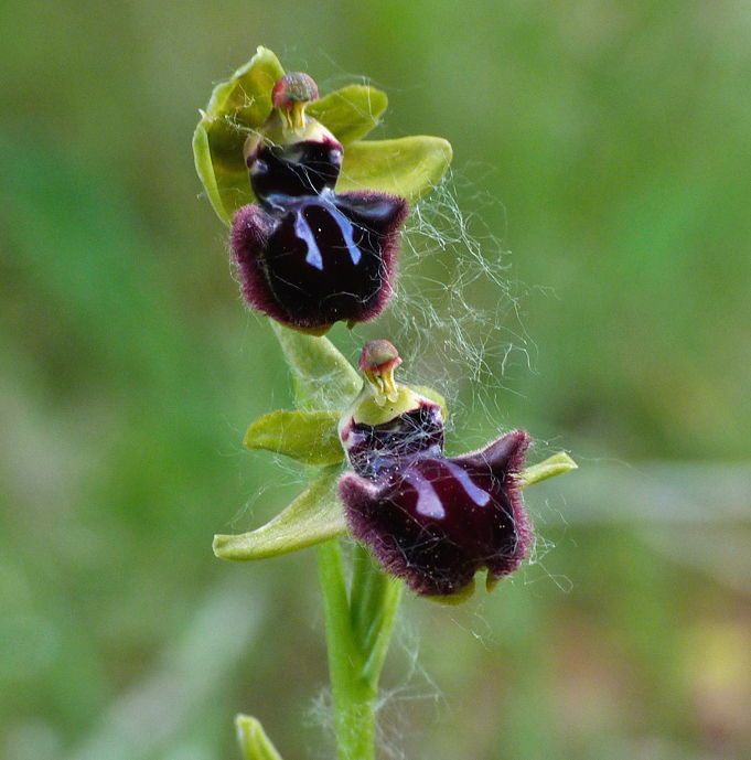 Early Spider Orchid - Tallone Road