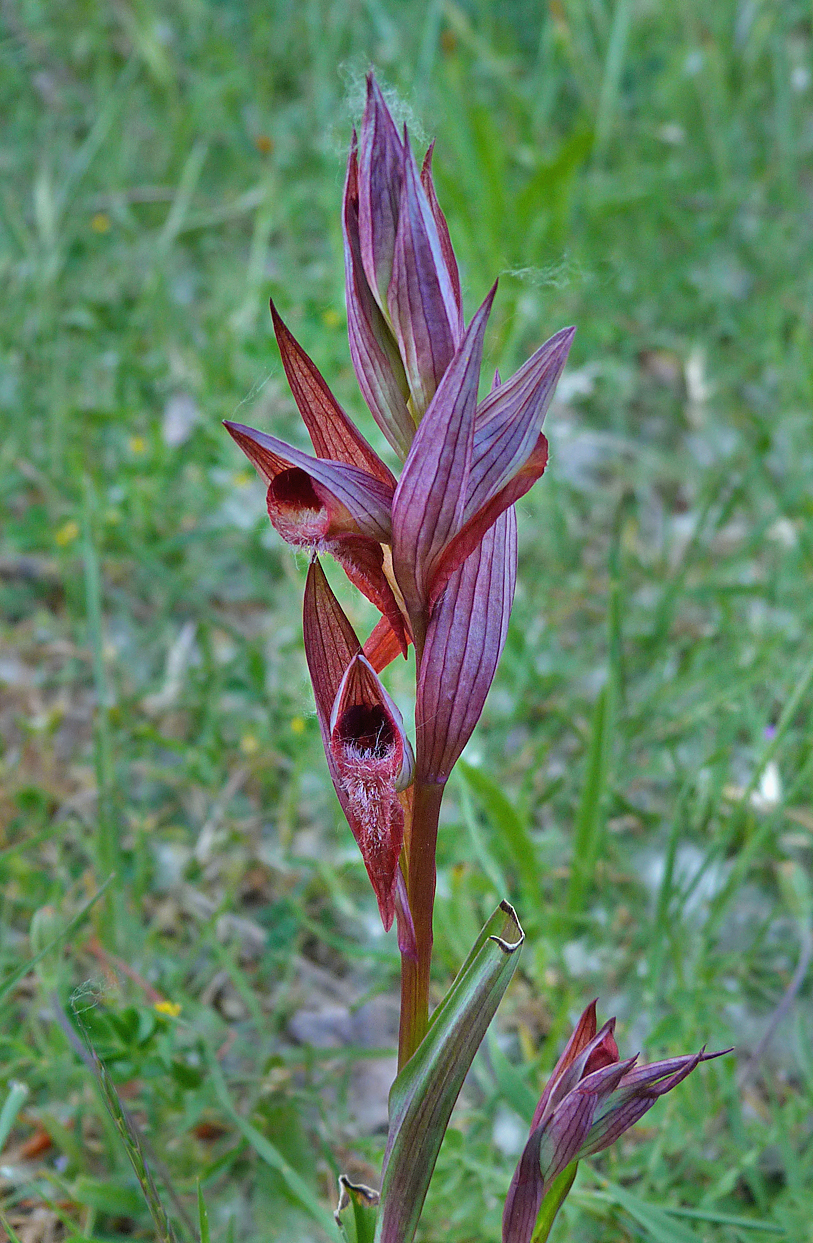 Tongue Orchid sp. - Tallone Road