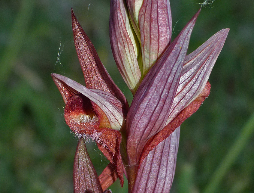 Tongue Orchid sp. - Tallone Road