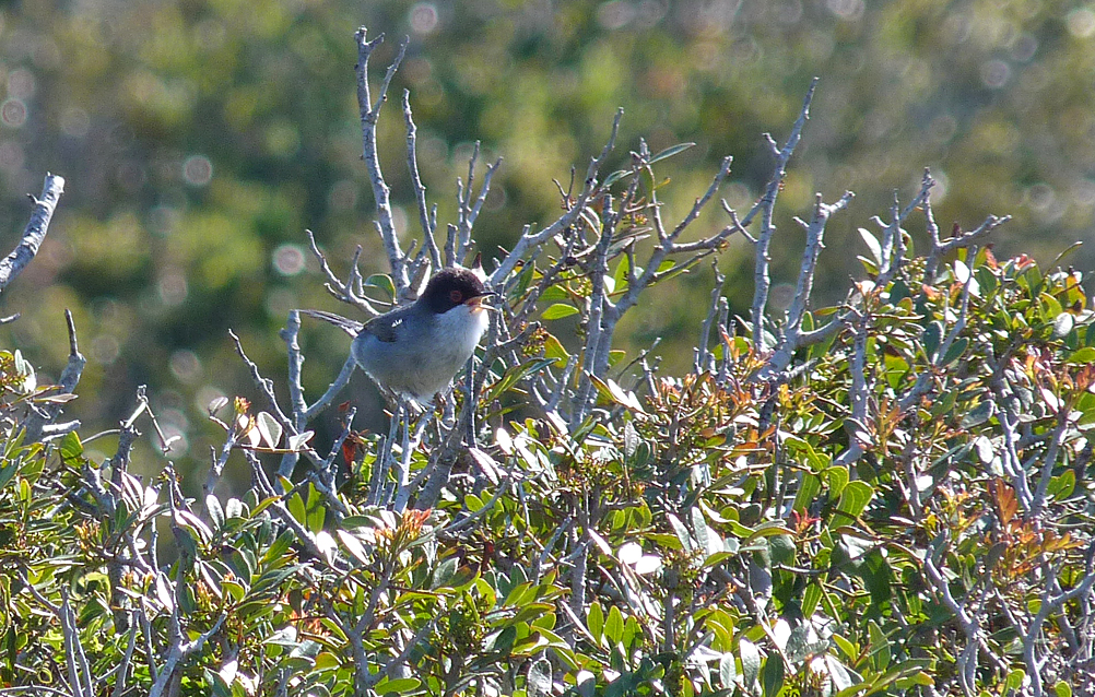 Sardinian Warbler, Bonifacio cliffs