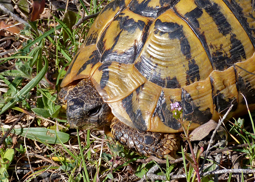 Hermann's Tortoise, Bonifacio Cliffs