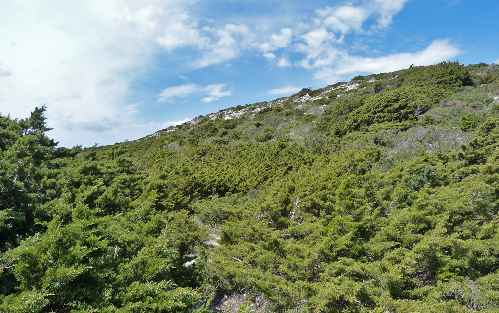 Dense scrub by Bonifacio cliffs which you would have thought would be brimming with Marmora's Warblers.
