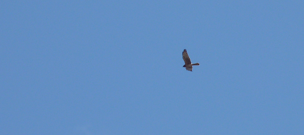 Montagu's Harrier, over Bonifacio Cemetery