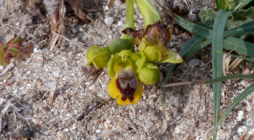 Yellow Ophrys Orchid, Bonifacio cliffs