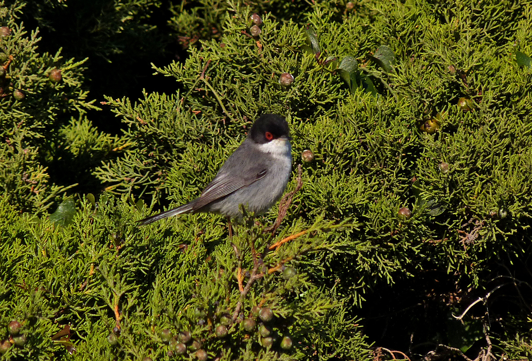 Sardinian Warbler, Bonifacio cliffs