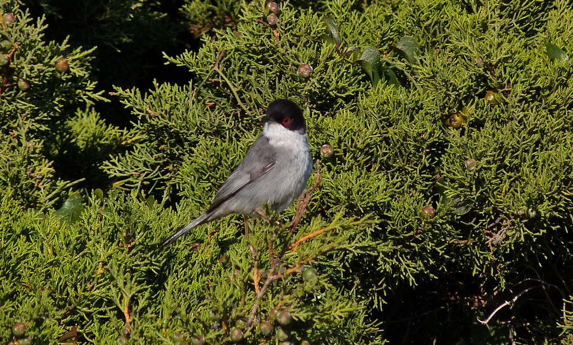 Sardinian Warbler, Bonifacio cliffs
