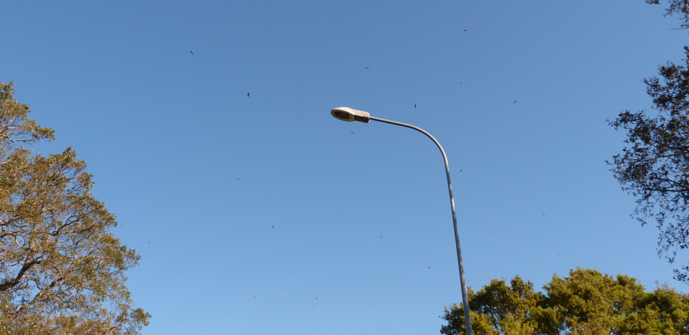 Swifts, Etang de Biguglia