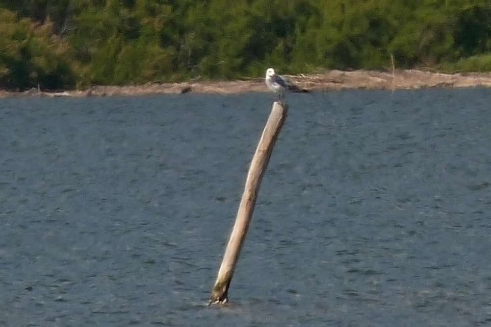 Audouin's Gull, Etang de Biguglia
