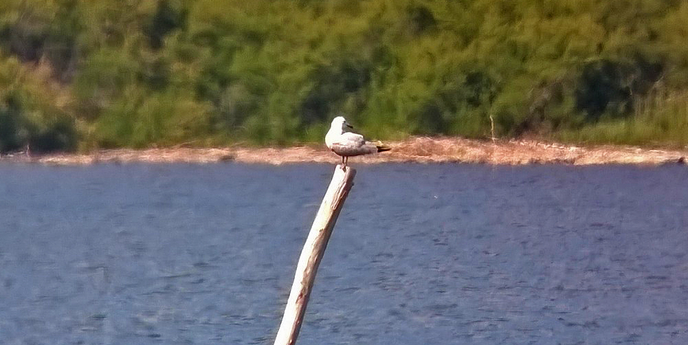 Audouin's Gull, Etang de Biguglia (phone-scoped)