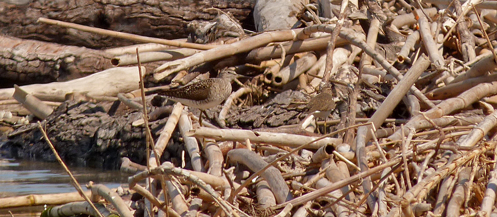 Wood Sandpiper and Common Sandpiper, Etang de Biguglia