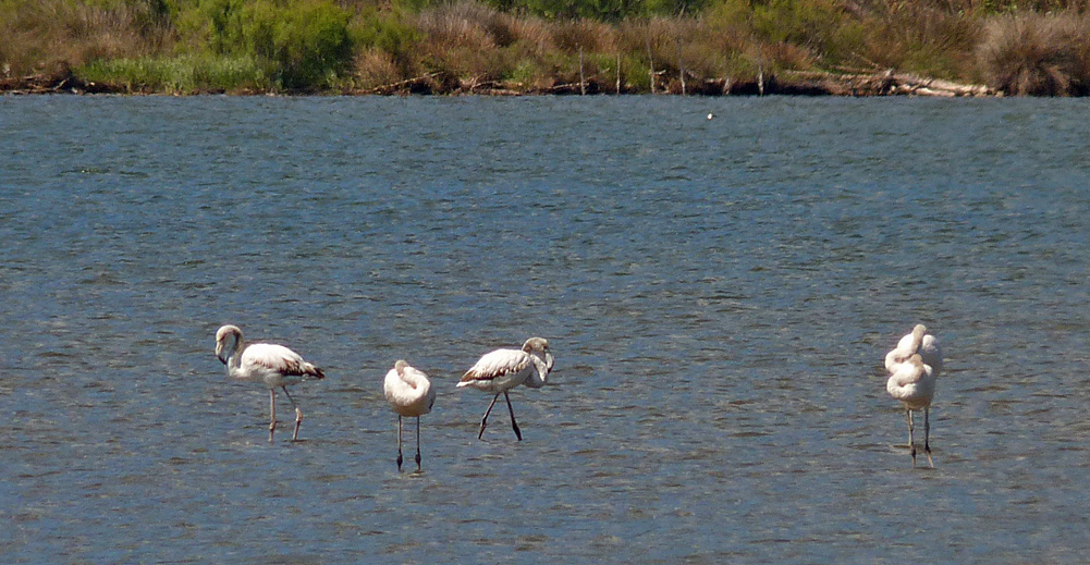 Greater Flamingos, Etang de Biguglia