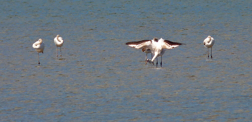 Greater Flamingos, Etang de Biguglia