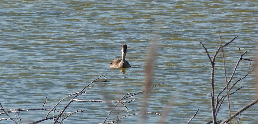 Red-crested Pochard, Marseille Airport Lagoons
