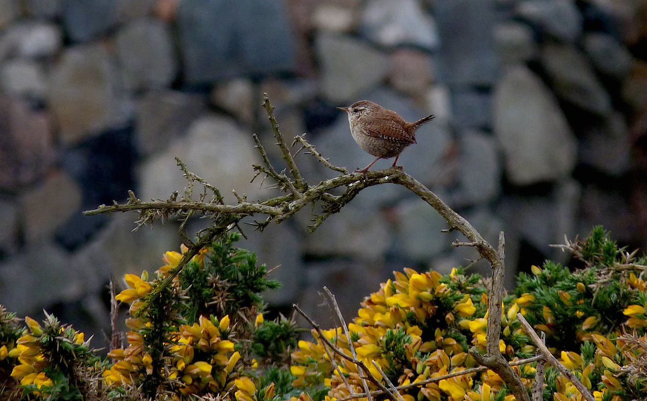 Wren, Pulias, 24 Apr 17