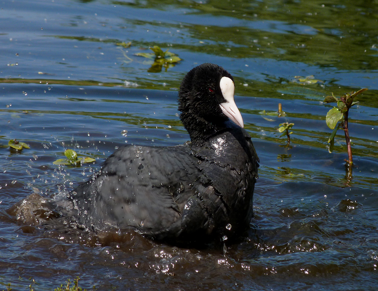 Coot, Rue des Bergers, 2 May 17