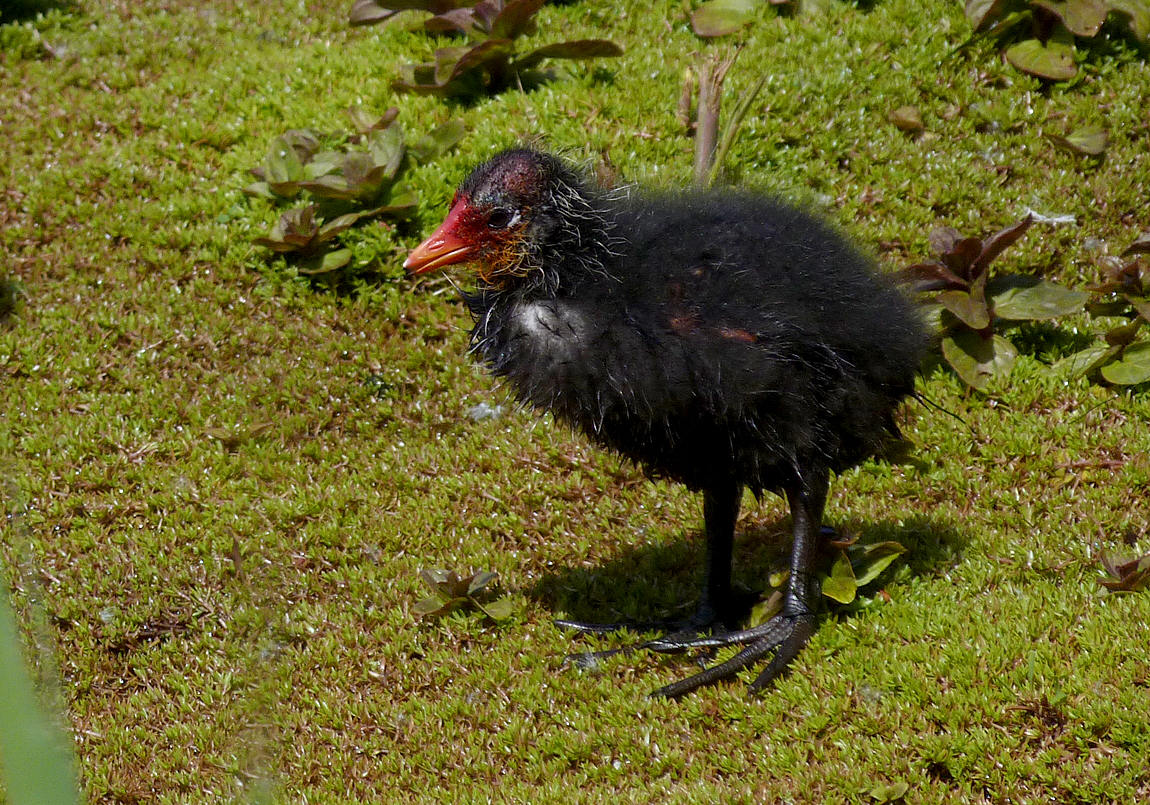 Coot, Rue des Bergers, 2 May 17