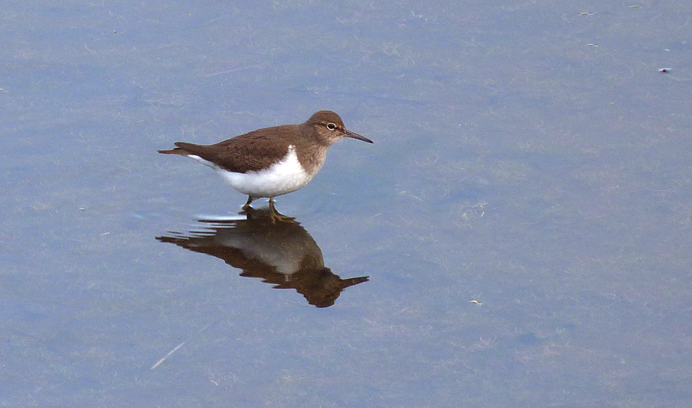 Common Sandpiper, Vale Pond, 1 May 17
