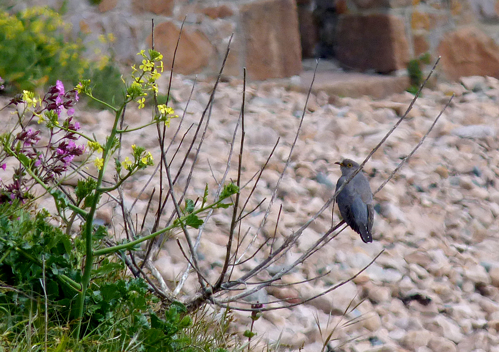 Cuckoo, Fort Hommet, 3 May 17