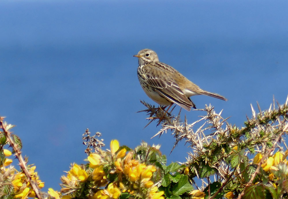 Meadow Pipit - Fort Doyle, 7 May 17