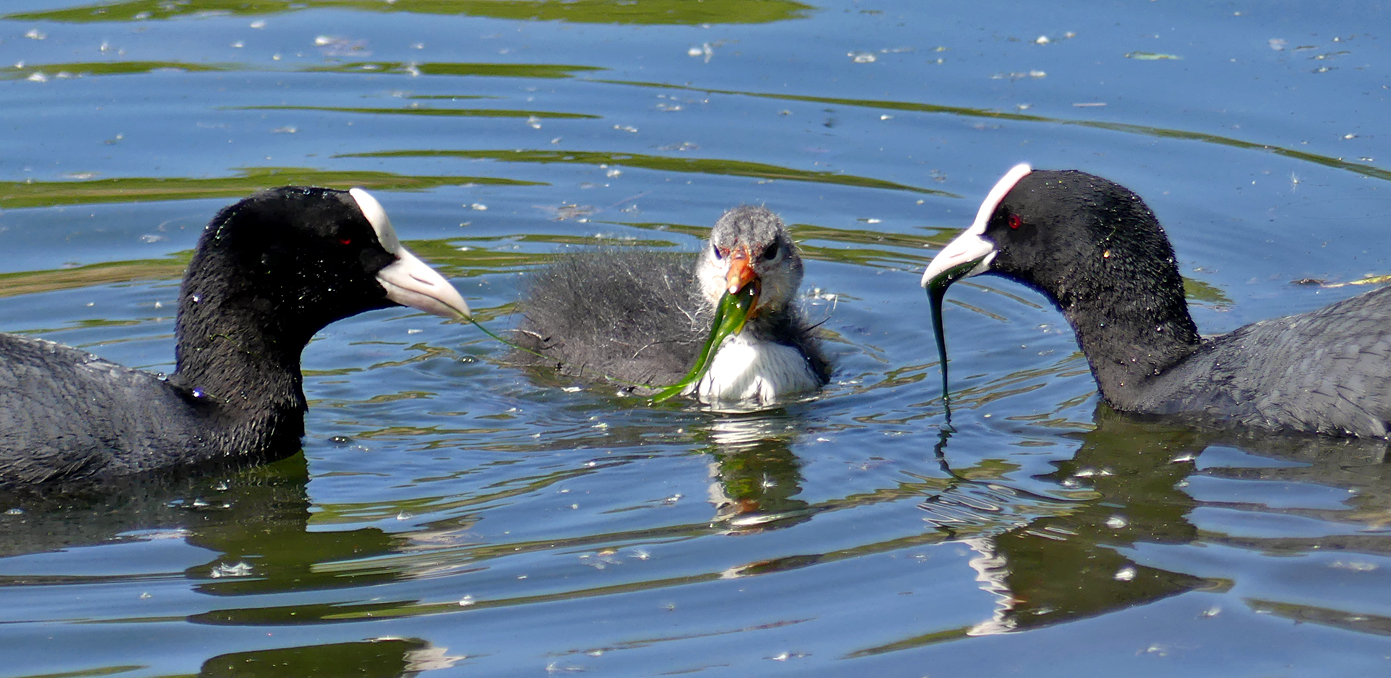 Coots - Rue des Bergers, 8 May 17