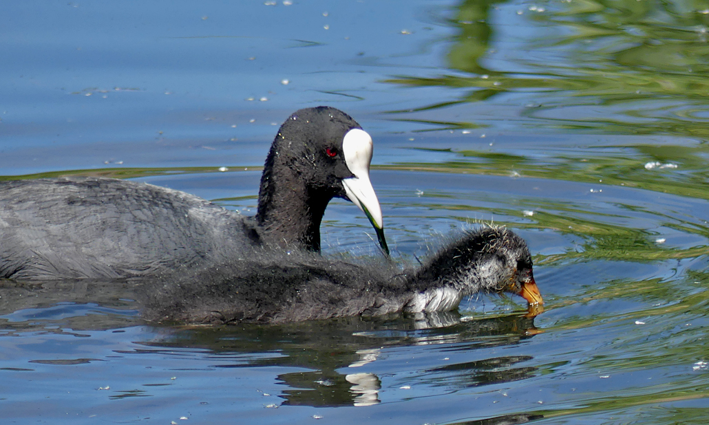 Coots - Rue des Bergers, 8 May 17