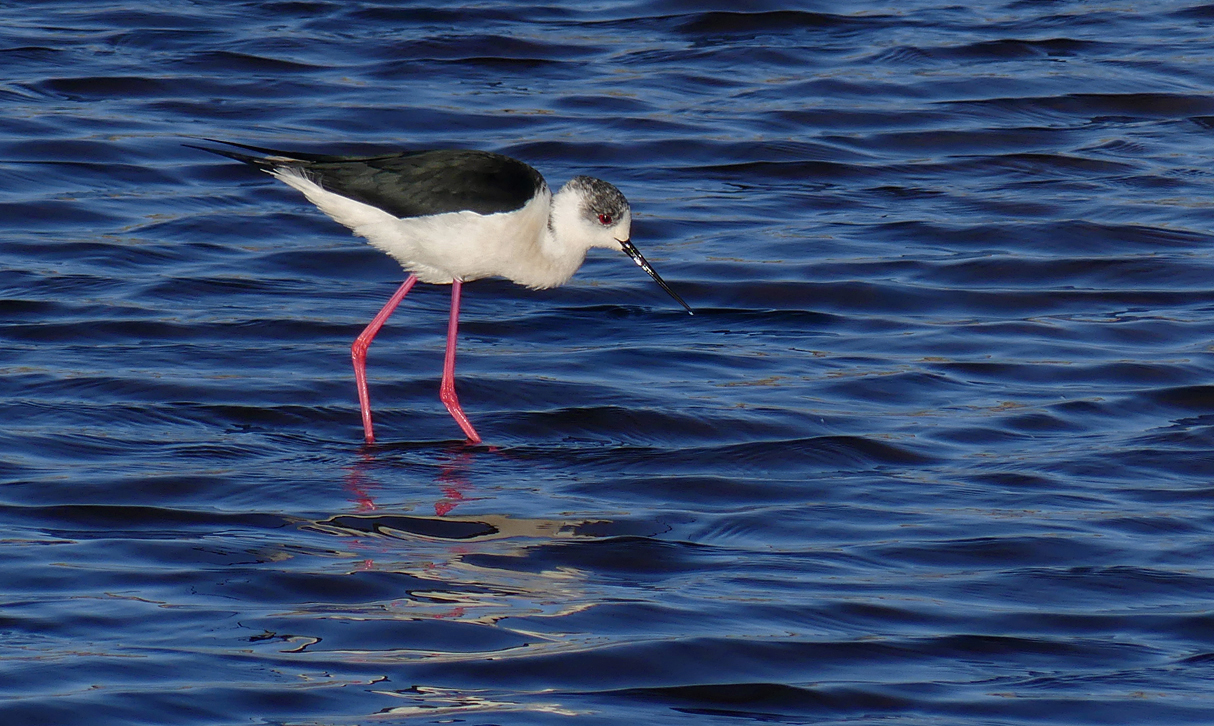 Black-winged Stilt - Claire Mare, 9 May 17