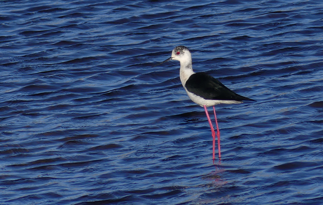 Black-winged Stilt - Claire Mare, 9 May 17