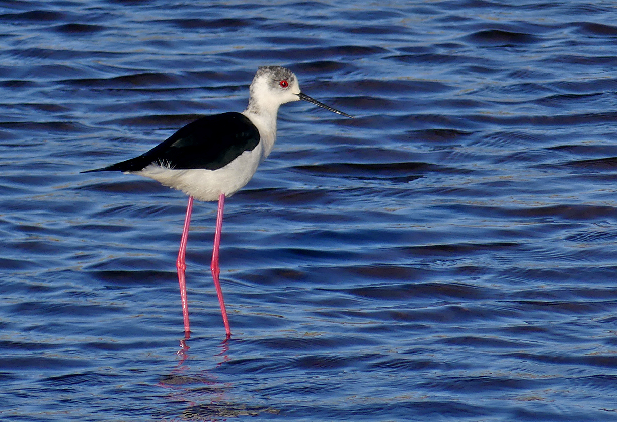 Black-winged Stilt - Claire Mare, 9 May 17