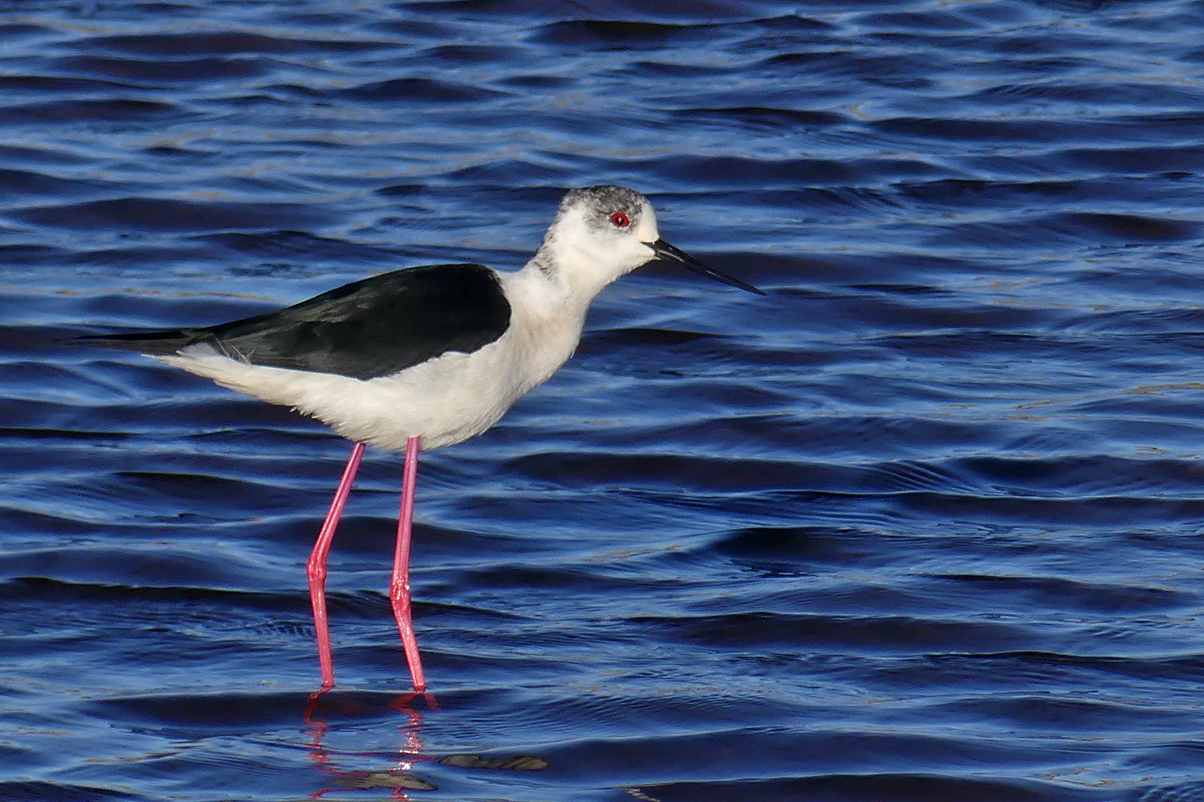 Black-winged Stilt - Claire Mare, 9 May 17