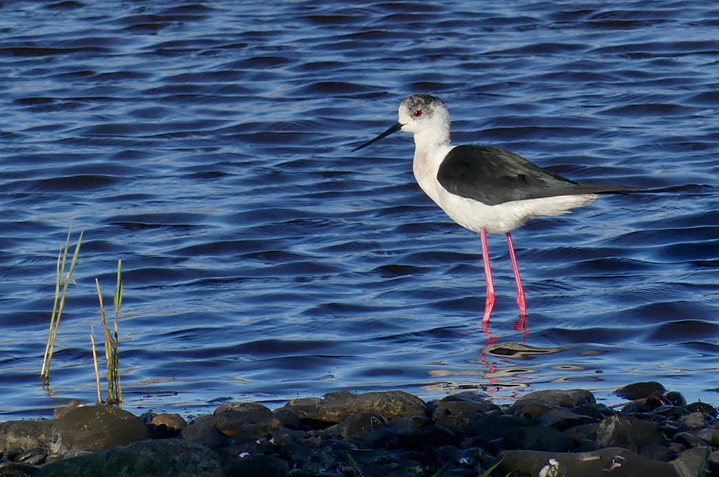 Black-winged Stilt - Claire Mare, 9 May 17